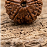 One Mukhi Rudrakshi Black  2mm