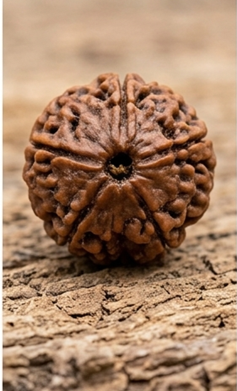 Two Mukhi Rudrakshi