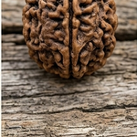 One Mukhi Rudrakshi Black  3mm