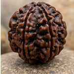 One Mukhi Rudrakshi Brown 2mm